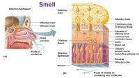 where are cells smell found.